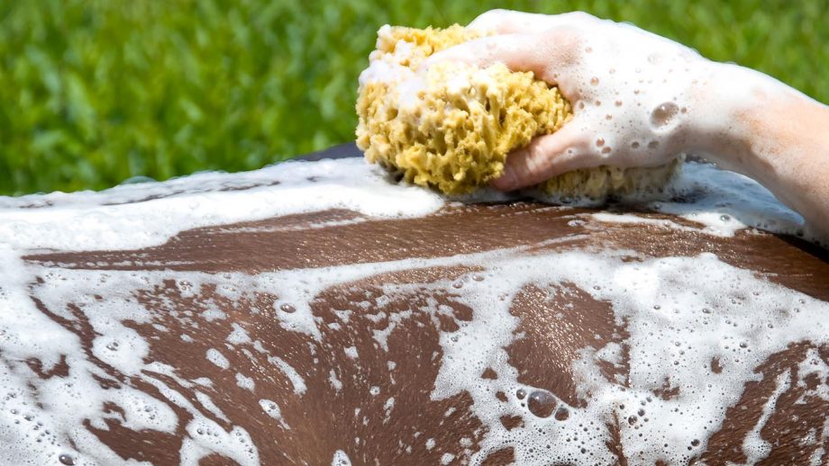 Can horse shampoo cause dryness?